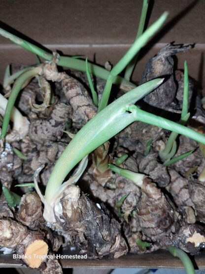 Turmeric Rhizomes - Image 2