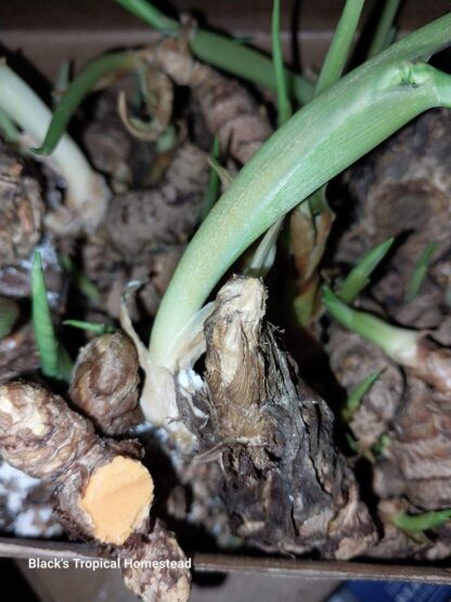 Turmeric Rhizomes