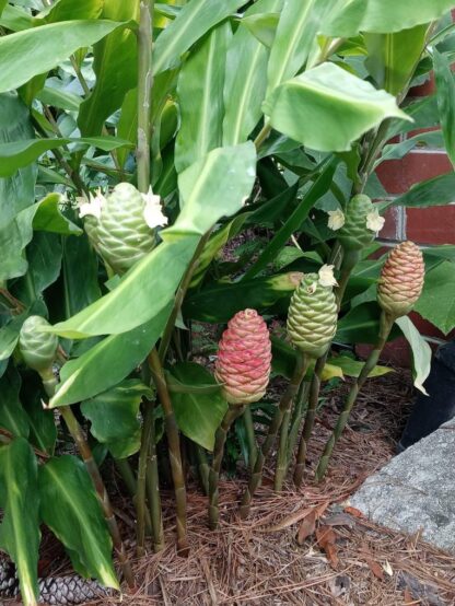 Awapuhi Rhizomes aka Shampoo Ginger