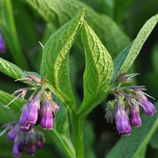 Comfrey Salve