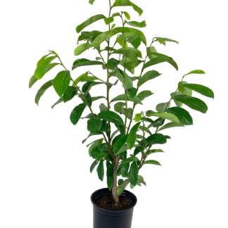 SourSop Tree (2.5 Gallon Unpotted Plant)