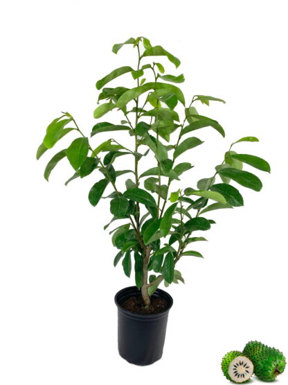 SourSop Tree (2.5 Gallon Unpotted Plant)
