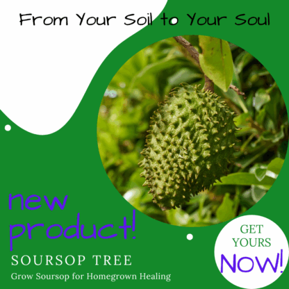 SourSop Tree (2.5 Gallon Unpotted Plant) - Image 2