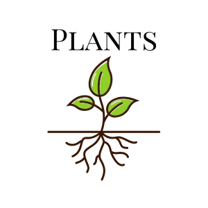Plants